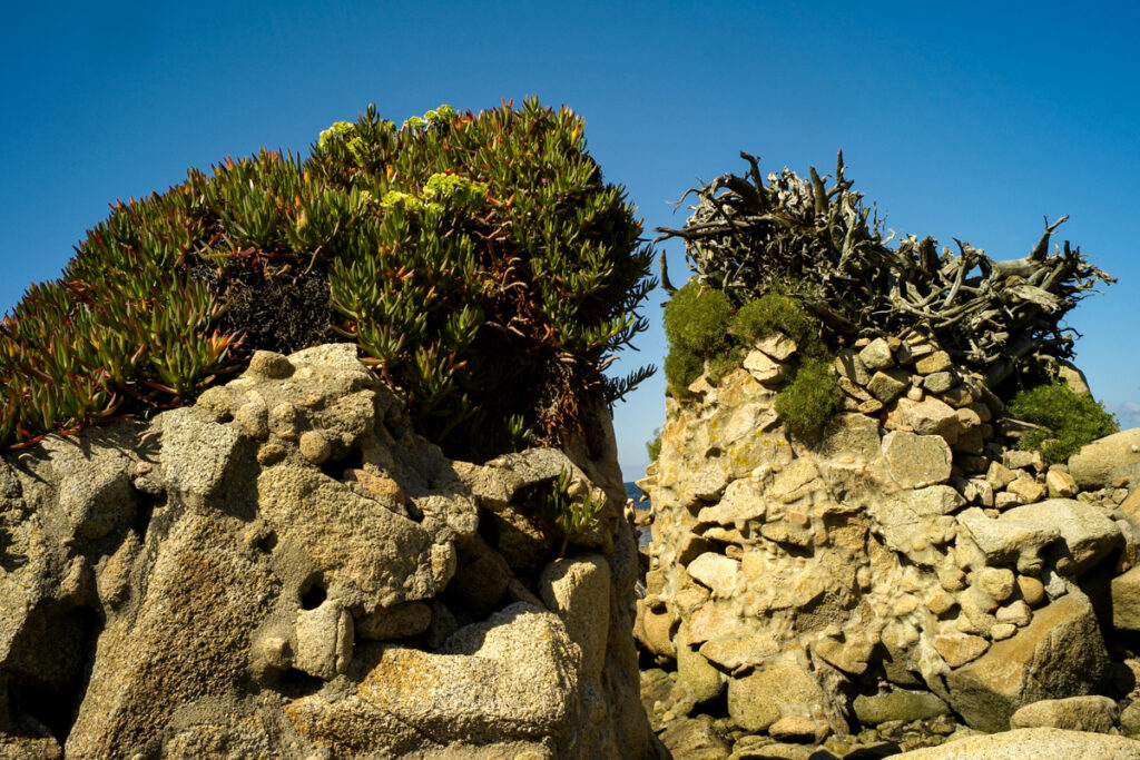 The wild landscape and rugged coast of Camelle became the main source of inspiration for Man. Using stones rounded by erosion, wood washed up by the sea, animal bones, crustacean shells, conch shells, sponges, plastics and other marine debris to create his sculptures. His creations were part of an outdoor sculpture garden that completely merged with the coastal environment. Some of his creations interacted with the tides, changing appearance as the water rose or fell, creating reflections and shine that enriched the visual experience. He built Micro environments with palisades and spaces covered with vegetation.