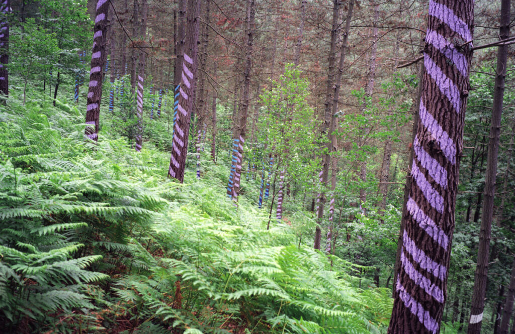Pine tree trunks in the Oma Forest decorated with purple spiral and striped patterns.