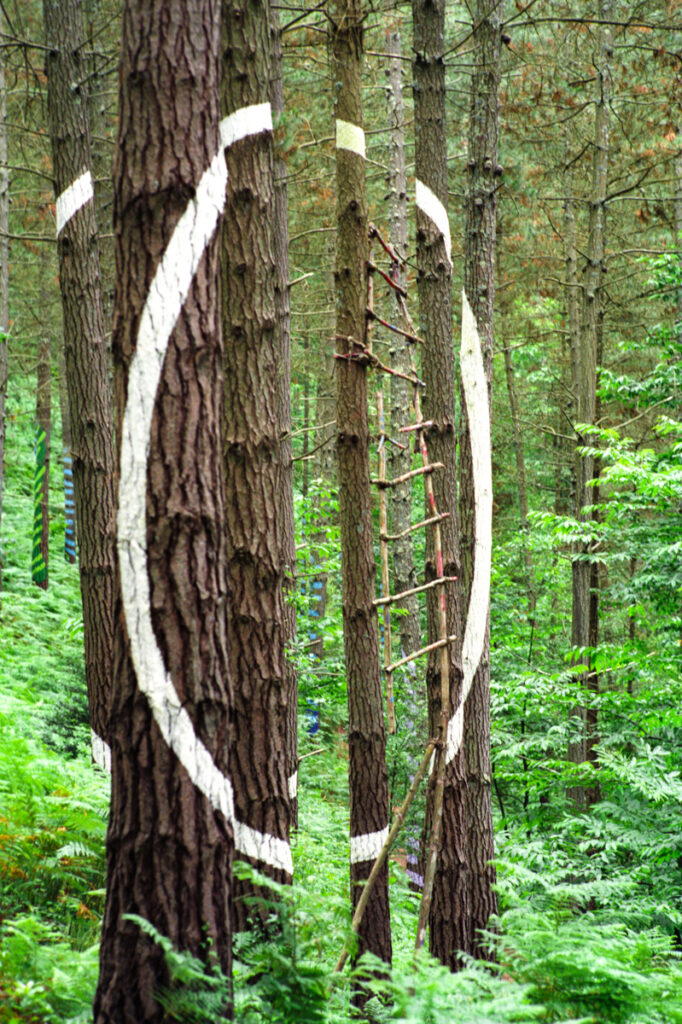 Tree trunks in Oma Forest painted with large interlocking white circular bands