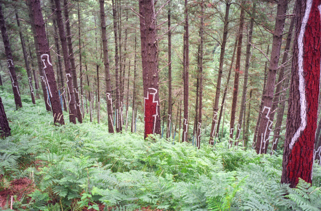 Pine forest with trunks painted in zigzag white lines and deep red shapes in the Oma Forest.