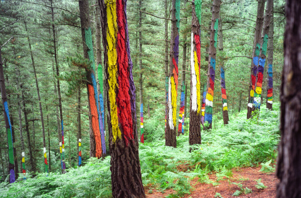 Pine forest scene with tree trunks painted in vertical and diagonal stripes of bright colours.