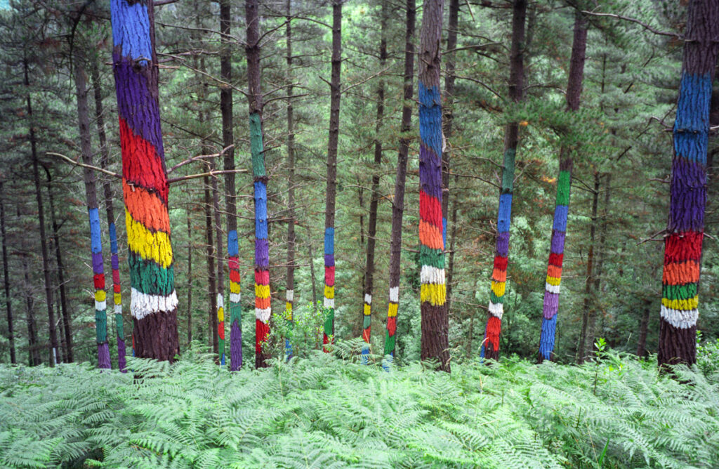 Pine trees in the Oma Forest painted with multicoloured horizontal and diagonal bands.