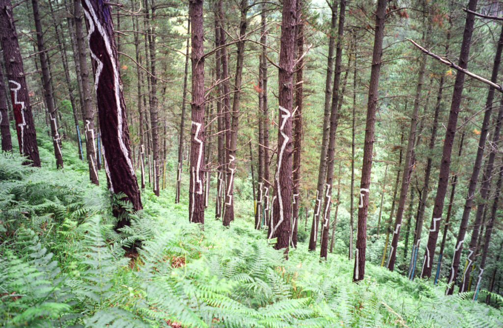 Pine trees in the Oma Forest with zigzag white painted lines on their trunks.