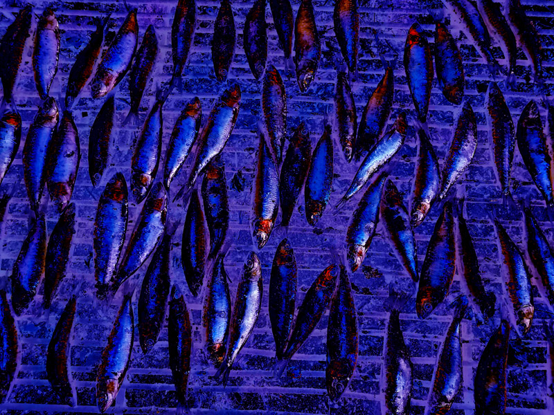 Rows of fish laid out on drying racks, viewed from above, illuminated in deep blues and purples creating a mysterious, night-like atmosphere.