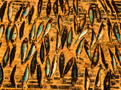 Fish arranged on drying racks, seen from above, glowing with intense yellow and orange hues, evoking sunlight and warmth.