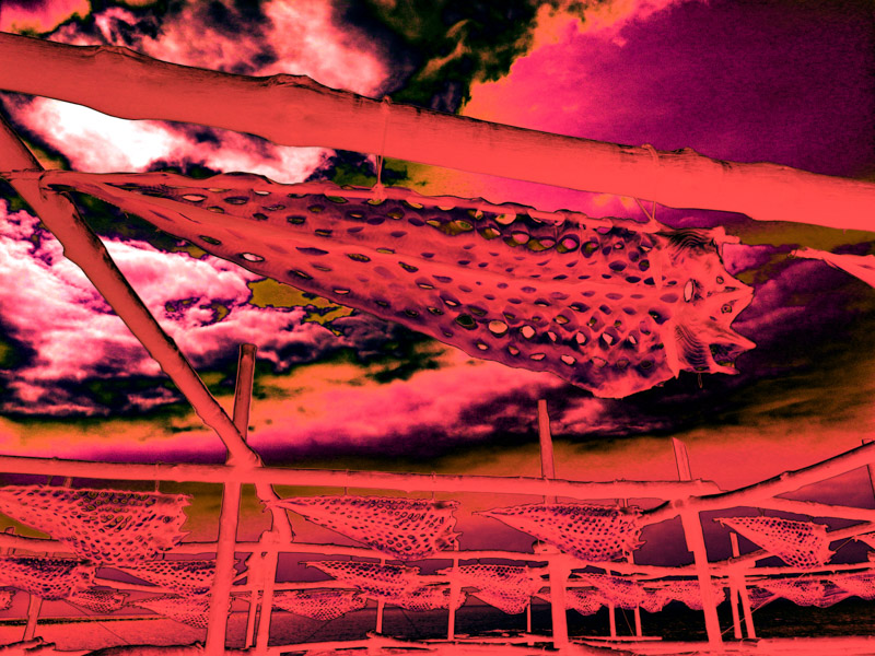 Rows of fish laid out on drying racks, viewed from above, illuminated in deep blues and purples creating a mysterious, night-like atmosphere.