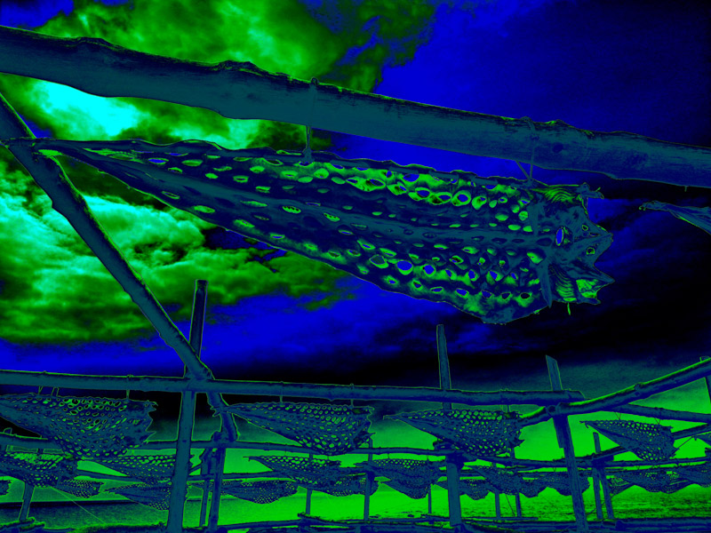 Fish arranged on drying racks, seen from above, glowing with intense yellow and orange hues, evoking sunlight and warmth.