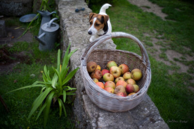 A wicker basket full of apples sits atop a stone garden wall with a dog poised in the grass behind it in Coutainville, Normandy.
