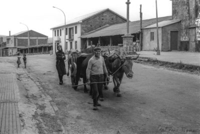A man and a woman guide two oxen down the main street of a rural village, while two children watch from the roadside amidst stone and concrete buildings.