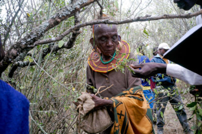 An elder adorned in bright traditional beadwork stands among shrubs, holding a sack and collecting branches with a group during an educational nature walk.