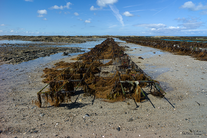 Rows of metal oyster farming racks covered in seaweed on sandy tidal flats at low tide in Coutainville, Normandy.