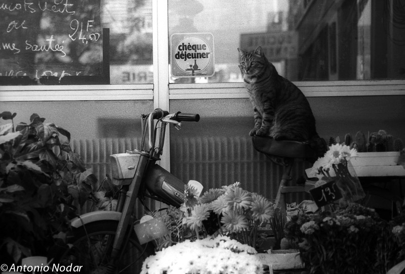 A tabby cat sits on a bicycle seat beside a flower stall and window in Paris, 1980s.