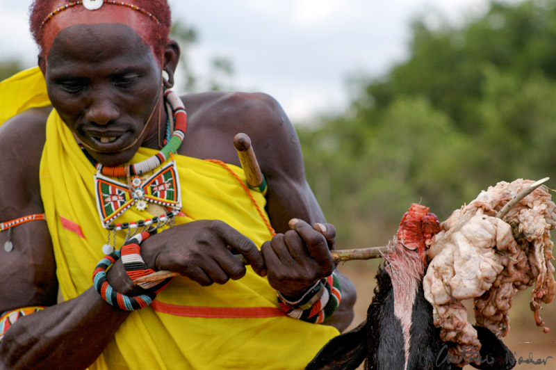 Samburu warrior wearing colorful beadwork and a yellow shuka holds a stick with freshly butchered animal meat and fat during a traditional ceremony in Kenya