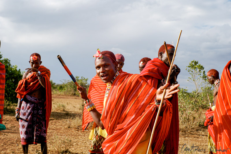 Group of Samburu warriors dressed in bright red shukas, carrying decorative staffs and wearing beadwork jewelry during a ritual gathering outdoors in Kenya's Rift Valley