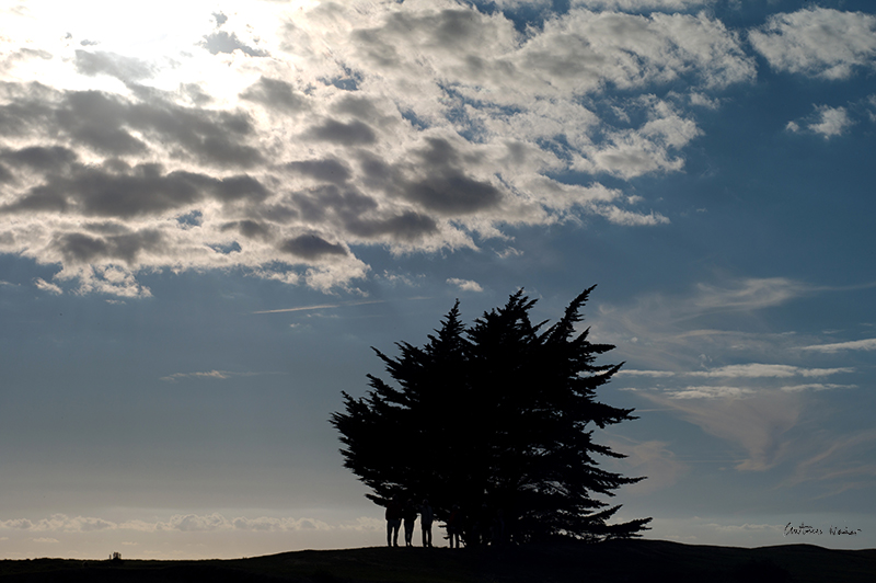 A silhouetted group stands under a large windswept tree against a dramatic sunset sky with scattered clouds in Normandy.