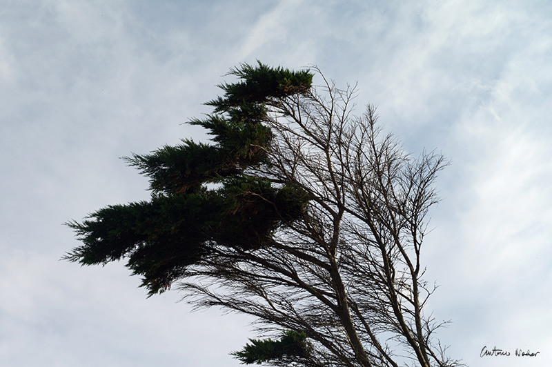 Dramatic windswept tree with bare and green branches angled against a cloudy sky in Coutainville, Normandy.